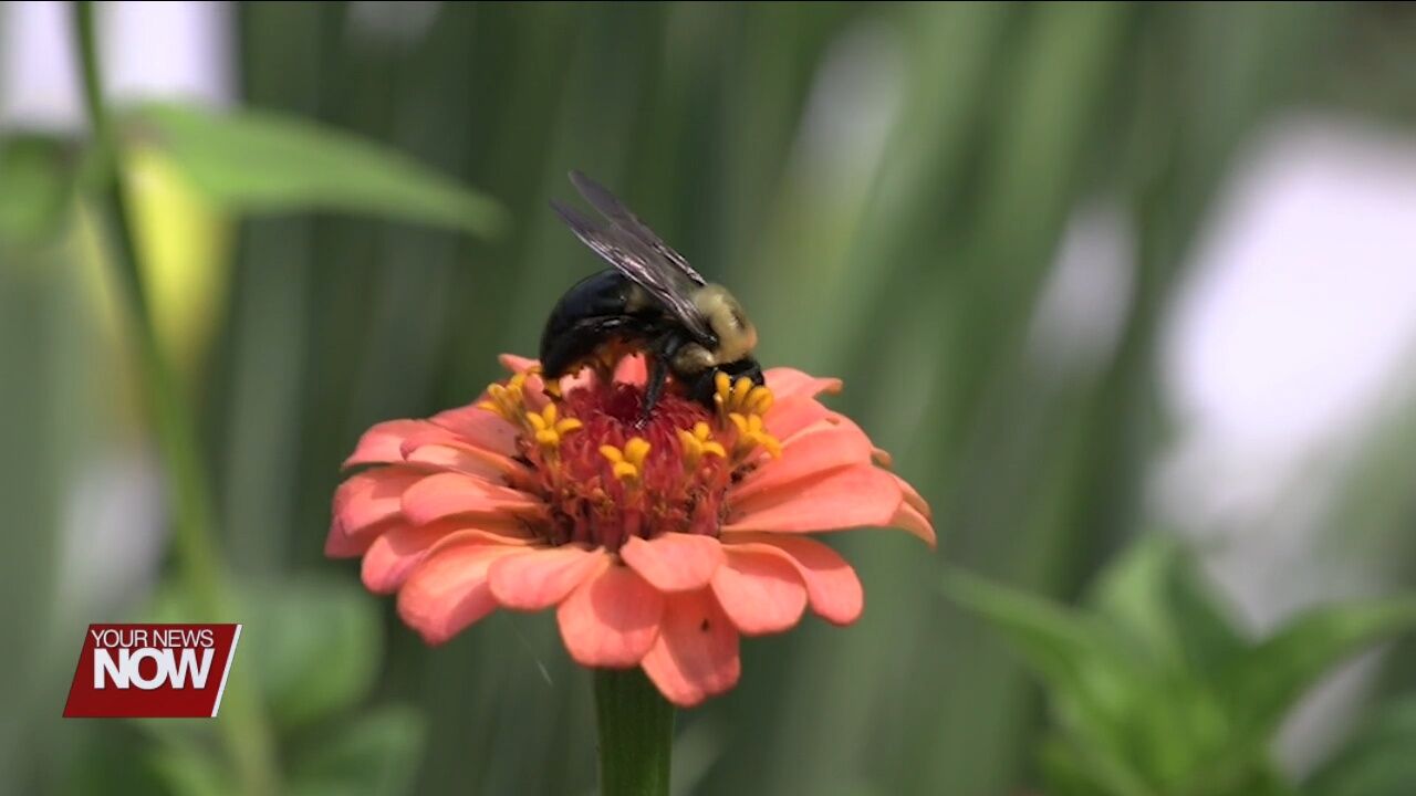 Local service club to plant pollinator gardens this spring